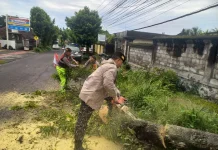 Pohon Tumbang di Desa Sidan Teratasi, Lalin Kembali Normal
